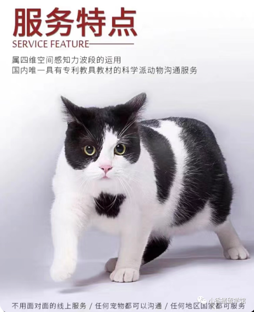 佛學、魔法、養(yang) 老、寵物……好有趣的小眾(zhong) 留學專(zhuan) 業(ye) ！