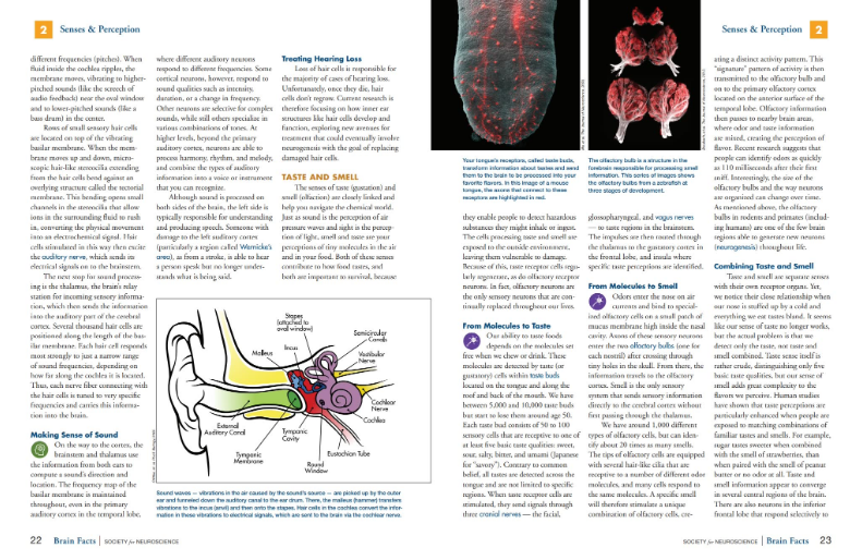 2024年Brain Bee腦科學大賽比賽安排 | 附Brain Bee備考書(shu) 籍~