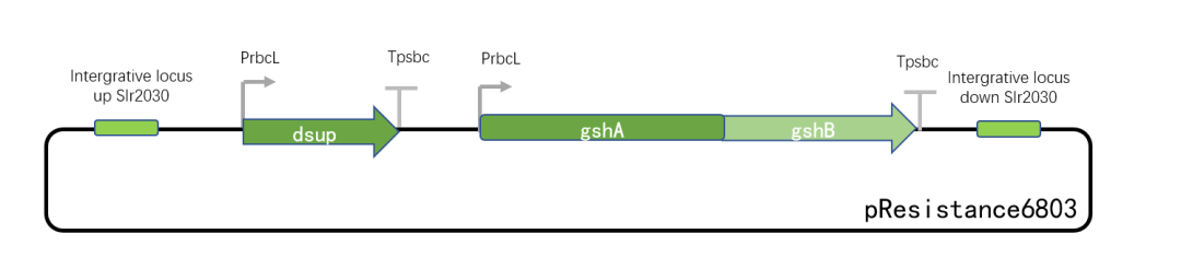 iGEM課題分享——2023 HUST-China