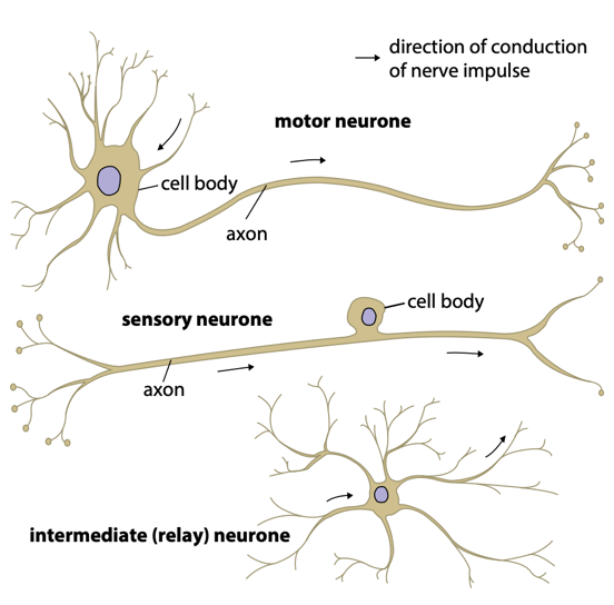 為(wei) 何腦神經科學如此重要？Alevel生物會(hui) 學習(xi) 哪些腦科學知識？