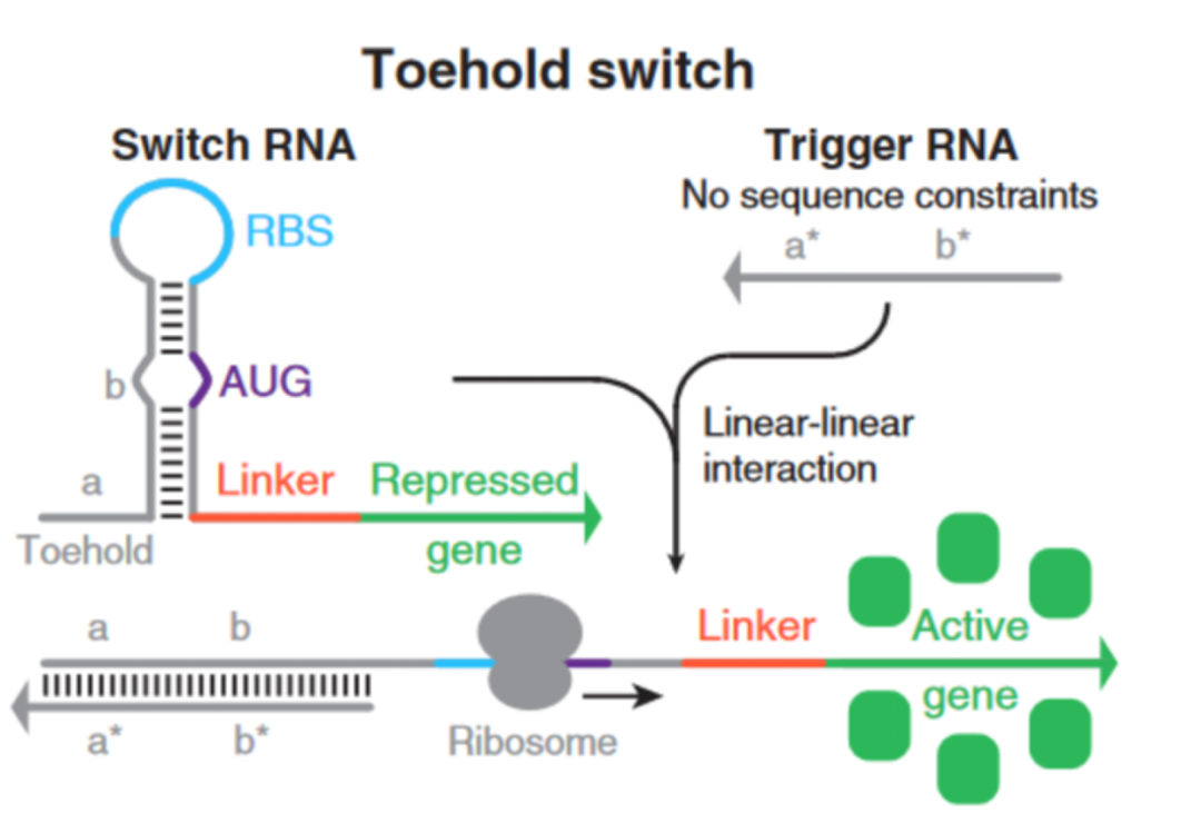 iGEM文獻分享——Toehold Switches