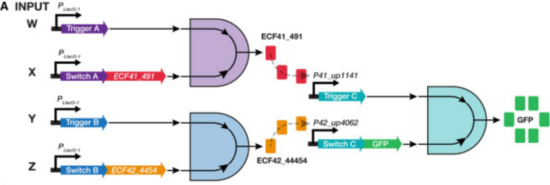 iGEM文獻分享——Toehold Switches
