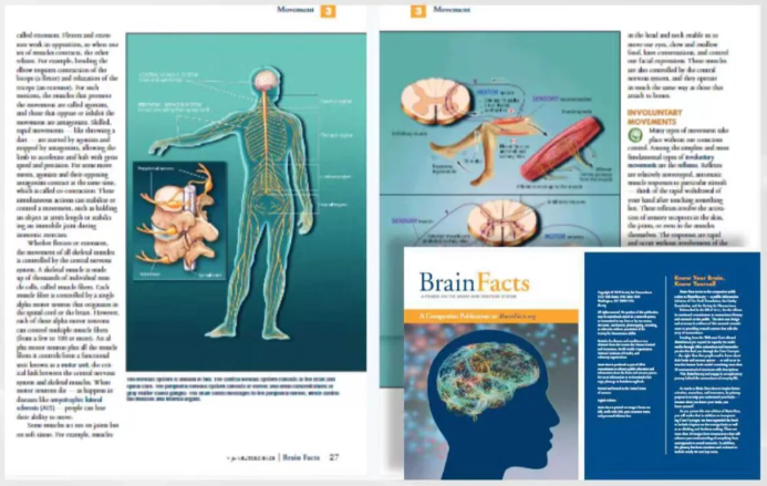 BrainBee含金量高嗎？幾年級可以參加Brainbee競賽？