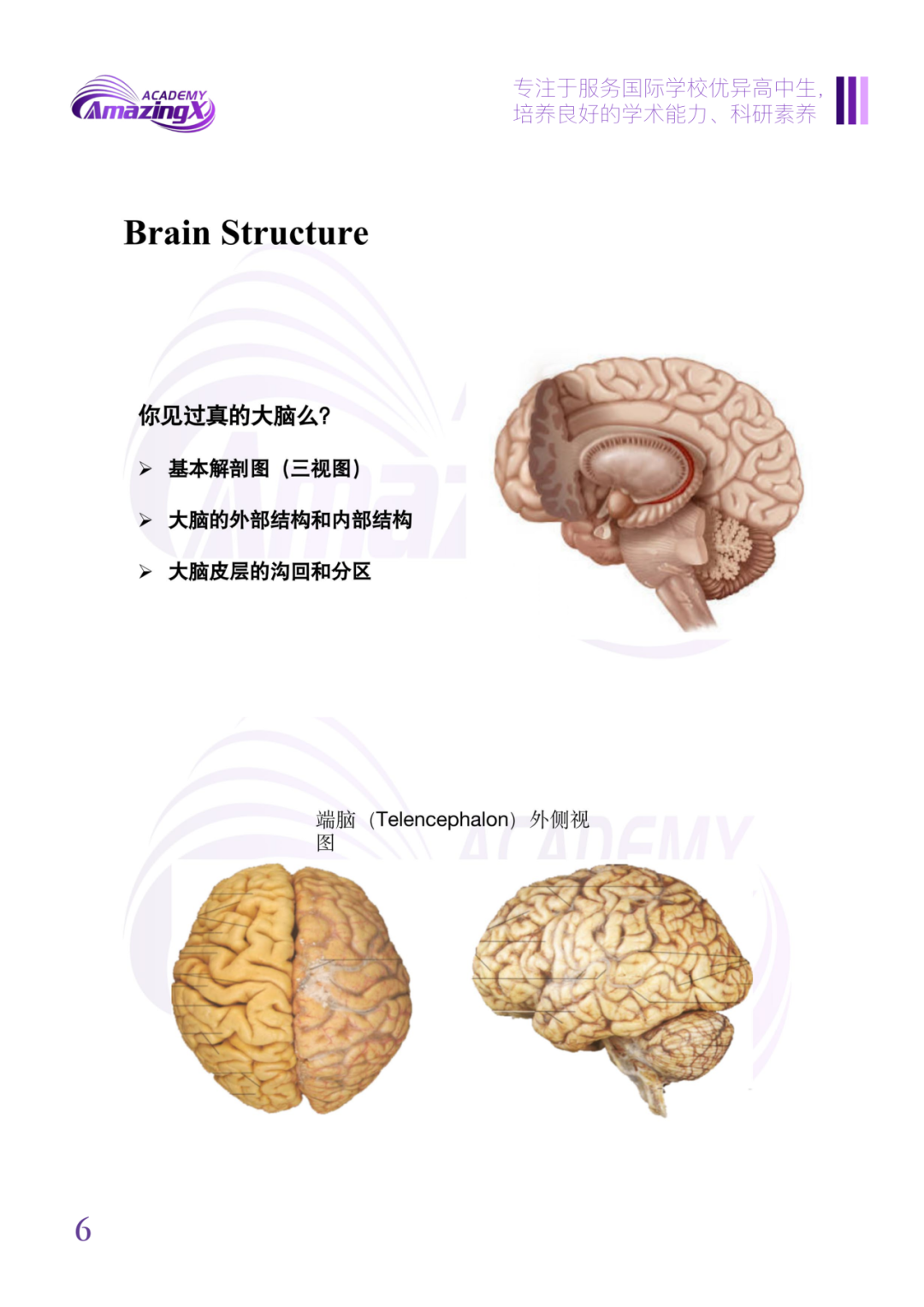 零基礎低年級可衝(chong) ！全新獨家Brain bee競賽自研教材助你高效學習(xi) ！