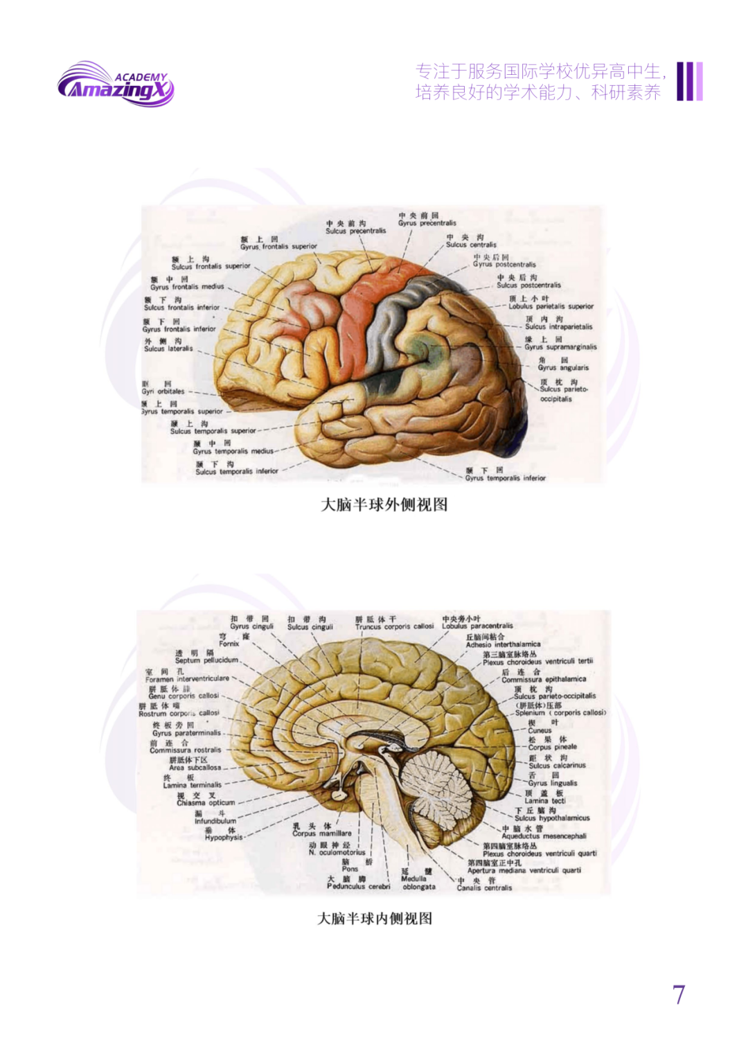 零基礎低年級可衝(chong) ！全新獨家Brain bee競賽自研教材助你高效學習(xi) ！